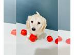 Dachshund PUPPY FOR SALE ADN-571363 - AKC longhaired mini dachshund