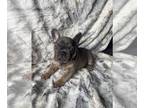 French Bulldog PUPPY FOR SALE ADN-571320 - Quality at low price