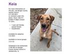 Adopt Keia a Labrador Retriever