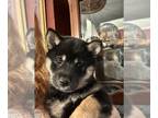Shiba Inu PUPPY FOR SALE ADN-571643 - Shiba Inu puppies