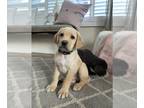 Labrador Retriever PUPPY FOR SALE ADN-571543 - Labrador puppies