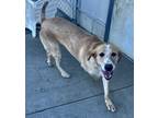 Adopt Biscuit a Golden Retriever, Mixed Breed