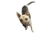 Adopt Vegas a Black Mouth Cur, German Shepherd Dog
