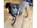 Adopt Zahara (Tiff-Fostered in New England) a Beagle, Hound