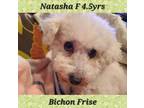 Adopt Natasha - Pending a Bichon Frise