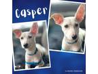 Adopt Casper a Whippet