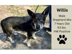 Adopt Willis a German Shepherd Dog
