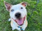 Adopt SWISS MISTER a Pit Bull Terrier, Mixed Breed