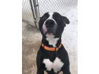 Adopt Grant a Pit Bull Terrier