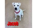 Adopt JACOB a Parson Russell Terrier, Mixed Breed