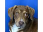 Adopt Frosted Flakes - 031605R a Shepherd, Pit Bull Terrier