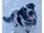 Adopt Trippy a Cattle Dog, Mixed Breed