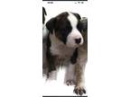 Adopt Chislon a Australian Cattle Dog / Blue Heeler, Beagle