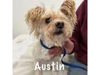 Adopt Austin a Terrier, Mixed Breed