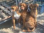 Adopt Bruce, Barry, Louie & Lucy a Boxer