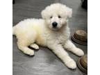 Adopt Bumble a Great Pyrenees, Poodle