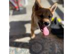 Shiba Inu Puppy for sale in Seffner, FL, USA
