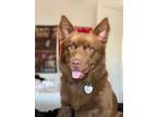 Adopt Grizzly a Red/Golden/Orange/Chestnut - with White Australian Shepherd /
