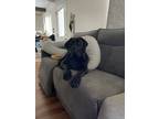 Adopt Thor a Black Cane Corso / Mixed dog in Martinez, CA (37595575)