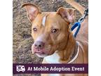 Adopt Pretzel a Tan/Yellow/Fawn - with White Pit Bull Terrier / Mixed dog in