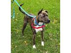 Adopt Lee a Brindle - with White Pit Bull Terrier / Labrador Retriever / Mixed