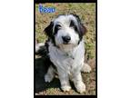 Adopt Beau a Gray/Silver/Salt & Pepper - with White Poodle (Standard) / Border