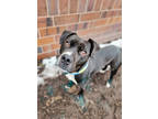 Adopt Maestro a Black American Pit Bull Terrier / Mixed dog in Detroit