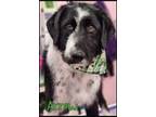 Adopt Arrow a Black - with White Border Collie / Poodle (Standard) / Mixed dog