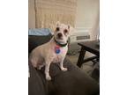Adopt Charlotte a White Poodle (Miniature) / Bichon Frise / Mixed dog in