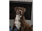 Adopt Maddie a Brindle - with White American Pit Bull Terrier / Mixed dog in