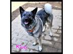 Adopt Kiva a Gray/Blue/Silver/Salt & Pepper Norwegian Elkhound / Mixed dog in
