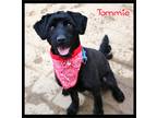 Adopt Tommie a Black Miniature Poodle / Cocker Spaniel / Mixed dog in