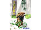 Adopt Virginia a Mountain Cur / Mixed dog in Cambridge, MD (37593009)