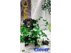 Adopt Clover a Mountain Cur / Mixed dog in Cambridge, MD (37593004)