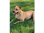 Adopt REAGAN - In Foster a Brown/Chocolate Mixed Breed (Medium) / Mixed dog in