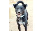 Adopt Willis a White Border Collie / Mixed dog in Mesa, AZ (37592482)