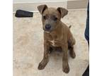 Adopt Grape a Brindle Mixed Breed (Medium) / Mixed dog in East Smithfield