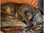 Adopt Louis a Brindle Irish Setter / Pug / Mixed dog in Oakland, CA (37591682)