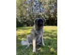 Adopt Sue a Maremma Sheepdog / Anatolian Shepherd / Mixed dog in Abbotsford
