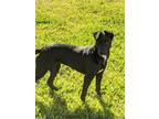Adopt Bonnie a Black - with White Whippet / Patterdale Terrier (Fell Terrier) /