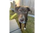 Adopt Boots a Brown/Chocolate - with White Pointer / Labrador Retriever / Mixed