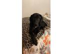 Adopt Bear a Black Labrador Retriever / Mixed dog in Kingsville, TX (37590245)