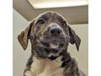 Adopt Vermeer a Brindle Pit Bull Terrier / Mixed dog in Walnut Creek