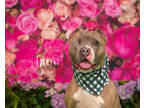 Adopt Ianni a Brown/Chocolate American Pit Bull Terrier / Mixed dog in Newport