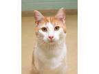 Adopt Woodrow a Orange or Red 