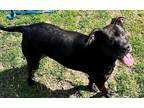 Adopt Oscar a Black American Pit Bull Terrier / Labrador Retriever / Mixed dog