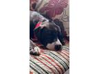 Adopt Bella a Black American Pit Bull Terrier / Mixed dog in Ogden