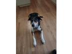 Adopt Gilligan a Black - with White Australian Cattle Dog / Terrier (Unknown