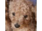 Goldendoodle Puppy for sale in Golden Valley, AZ, USA