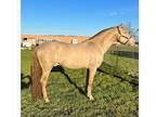 Perlino stallion ANCCE